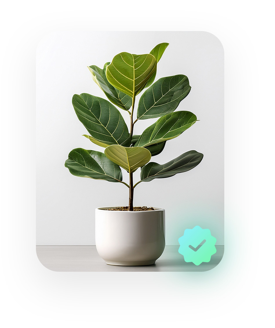 Plant after