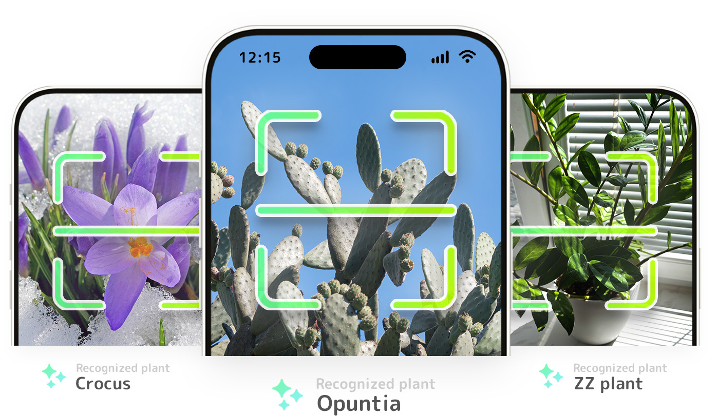 Identify plant on a phone