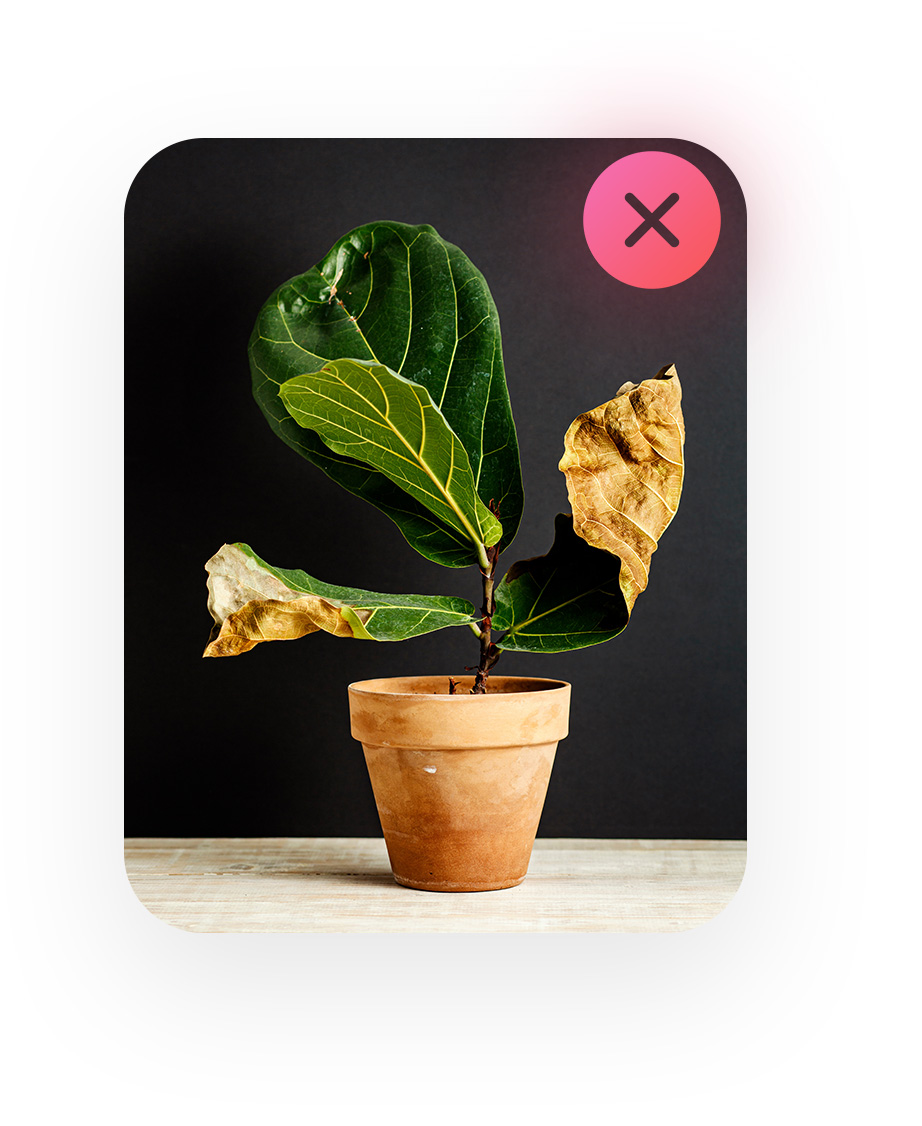 Plant before